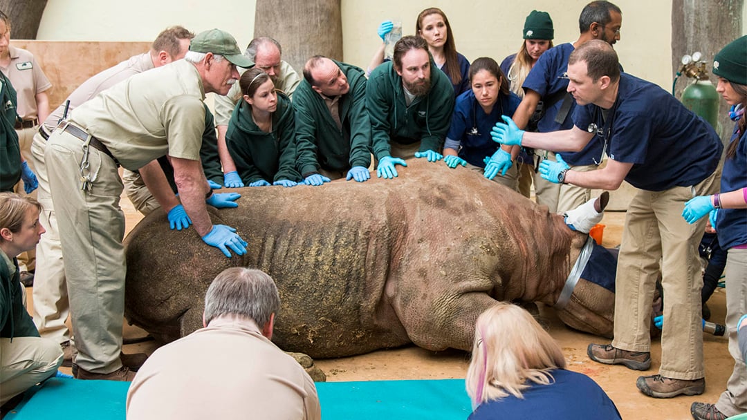 Brookfield Zoo Performs CT Scan on 2,300Pound Black Rhinoceros